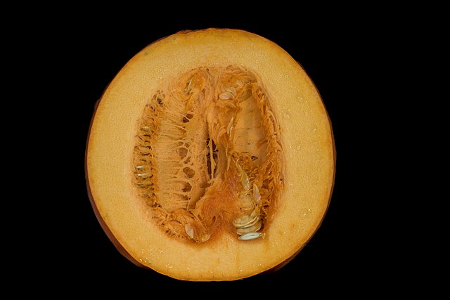 Image: Cultivated Cucurbita of Canada