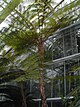 Cyathea australis