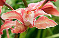 * Nomination Cymbidium orchid --norro 13:53, 16 February 2007 (UTC) * Promotion is it the back of the flower out of focus or is another flower?-LadyofHats 07:48, 27 February 2007 (UTC) For me it's OK. It can be QI. --Lestat 18:44, 3 March 2007 (UTC)