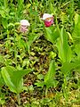 Cypripedium guttatum