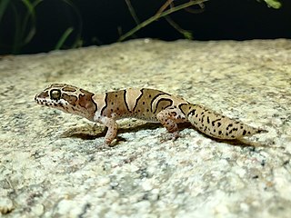 <span class="mw-page-title-main">Bangalore geckoella</span> Species of lizard