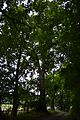 Deutsch: Ulme am Fredersdorfer Weg in Schöneiche bei Berlin; Naturdenkmal; über 100 Jahre alter Alleebaum an einem heute kaum noch genutzen und für motorosoerten Verkehr gesperrten Weg. English: Elm at the Fredersdorfer Weg in Schöneiche bei Berlin; Natural monument; said to be more than 100 years old avenue tree.