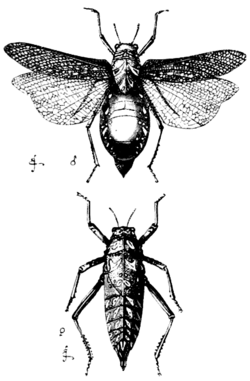 Pneumoridae