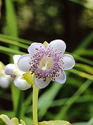 Deinanthe caerulea flower