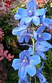 Delphinium-elatum-021.jpg