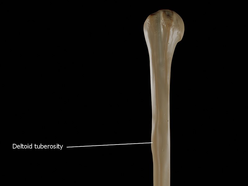 Бугристость костей. Плечевая кость дельтовидная бугристость. Бугристость плечевой кости. Дельтовидная бугристость плечевой кости. Deltoid tuberosity of Humerus.
