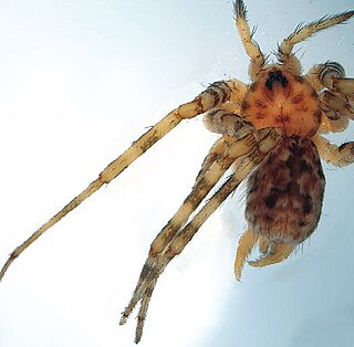<i>Deltshevia</i> Genus of spiders