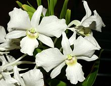 Dendrobium sanderae Orchi 076.jpg