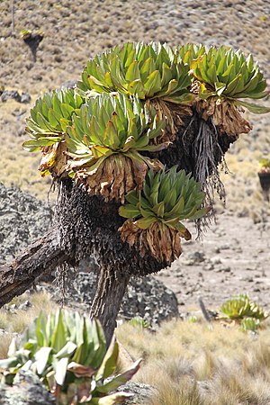 Dendrosenecio Keniodendron