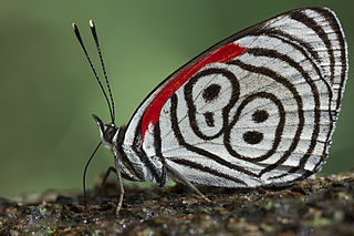 <i>Diaethria eluina</i> Species of butterfly