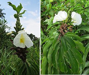 Описание изображения Dimerocostus strobilaceus (20553041886) .jpg.