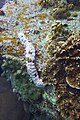 Concombre de mer Holothurie rayée