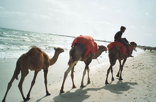 Dromadaires sur une plage de Djerba