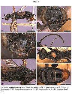 <i>Dolichurus</i> Genus of wasps