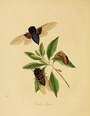 Edward Donovan, 1798년. 《Natural history of the insects of China》에서