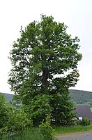 Oak at the family home