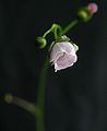 Drosera peltata subsp. auriculata flower