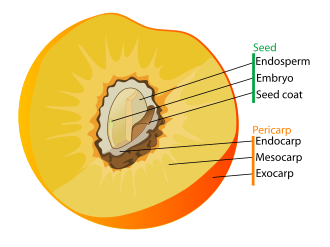 Diagram of a typical drupe (in this case, a peach), showing both fruit and seed Drupe fruit diagram-en.svg