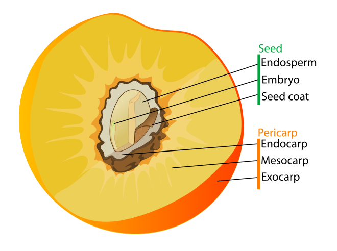 Diagram of a typical drupe (peach), showing both fruit and seed