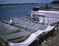 Drying fishing nets near Sarasota, Florida (9410567088).jpg