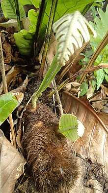 Drynaria quercifolia (Mindanao, Philippines) 1.jpg