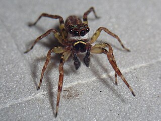 <i>Lapsias lorax</i> Species of spider