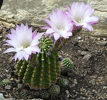 Echinopsis oxygona