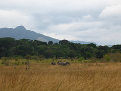 Elephants in Lopé National Park.JPG