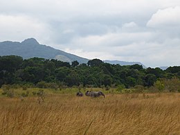 Eléphants dans le Parc National de la Lopé.JPG