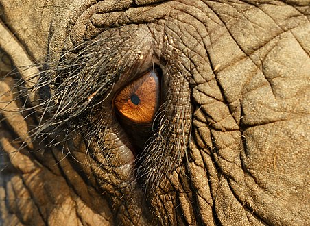 Elephas maximus (Eye of an Asian elephant)