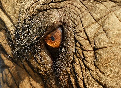 Das Auge eines indischen Elefanten im „Elephant Nature Park“, Thailand