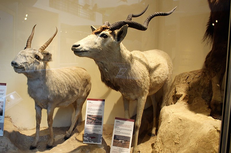 File:Em - Saiga tatarica and Addax nasomaculatus.jpg