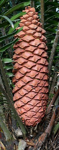 Encephalartos sclavoi reproductive cone.jpg