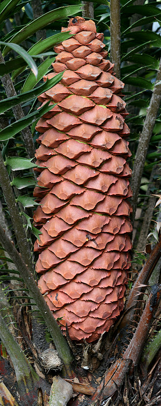 Encephalartos sclavoi cone, about 30 cm long Encephalartos sclavoi reproductive cone.jpg