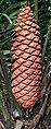 22 Encephalartos sclavoi reproductive cone