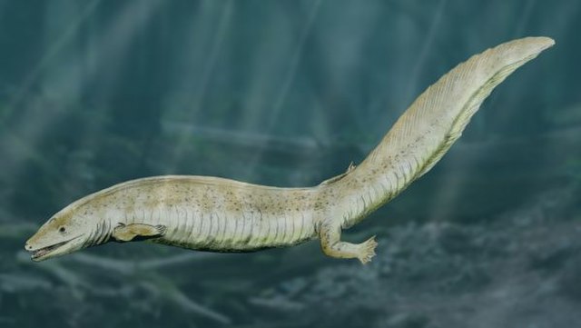 Eogyrinus (an amphibian) of the Carboniferous