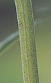 Stem with hairs