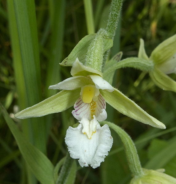 File:Epipactis palustris var. ochroleuca 140710-0512.jpg