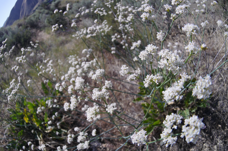 File:Eriogonum-elatum-var-elatum 9222004344 o (2).png