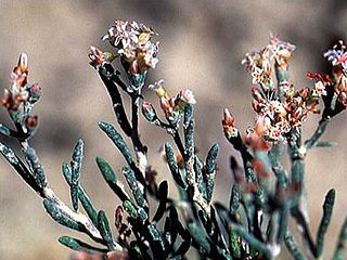 <i>Eriogonum pelinophilum</i> Species of wild buckwheat