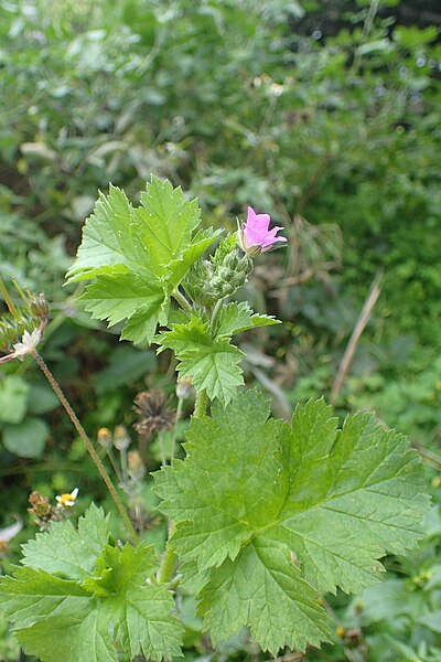 File:Erodium malacoides kz09.jpg