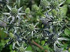 Eryngium caeruleum 1-OB7.JPG