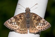 Erynnis horatius1.jpg