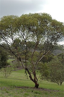 <i>Eucalyptus calcareana</i> Species of plant