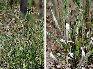 <i>Euchiton collinus</i> Species of flowering plant