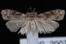 Eudonia spenceri.JPG