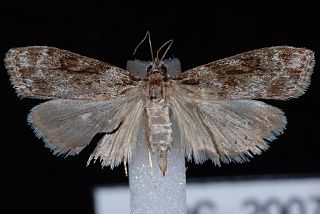 <i>Eudonia spenceri</i> Species of moth