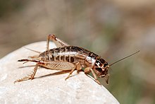 Eugryllodes pipiens female Eugryllodes pipiens female (5012829812).jpg