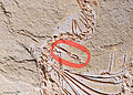 De fossile slange Eupodophis descouensi hie noch efterpoaten (mei read oanjûn).