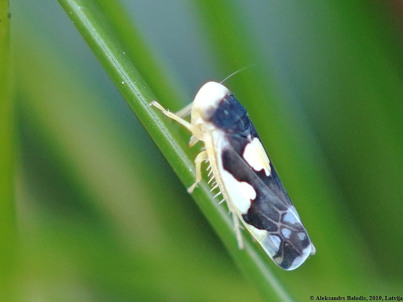 File:Eupteryx notata 03.JPG